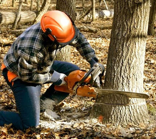 Tree Removal in Dos Rios, CA